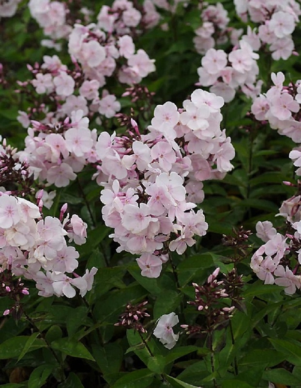 Флокс Моника Линден Белл 